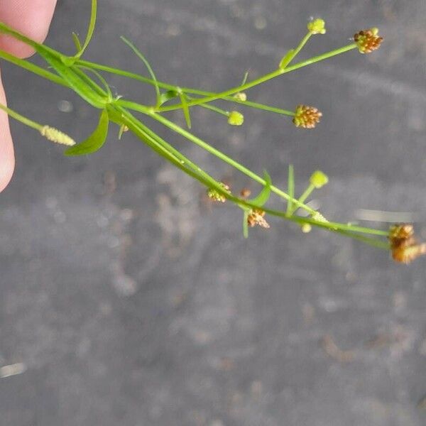 Ranunculus flammula Fruto