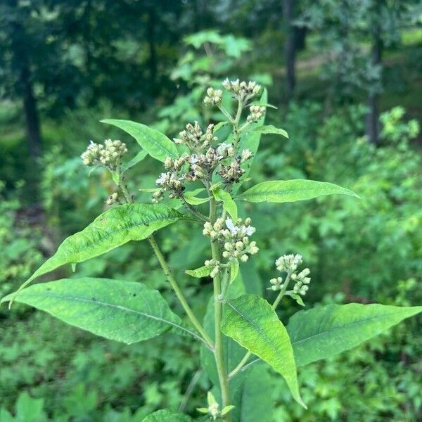 Verbesina virginica Flower