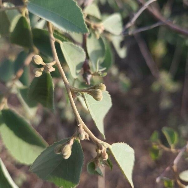 Grewia bicolor Плід