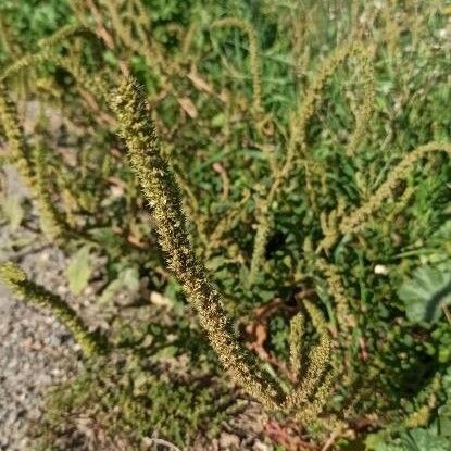 Amaranthus palmeri പുഷ്പം