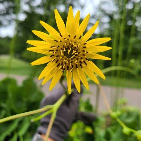 Silphium terebinthinaceum Flower