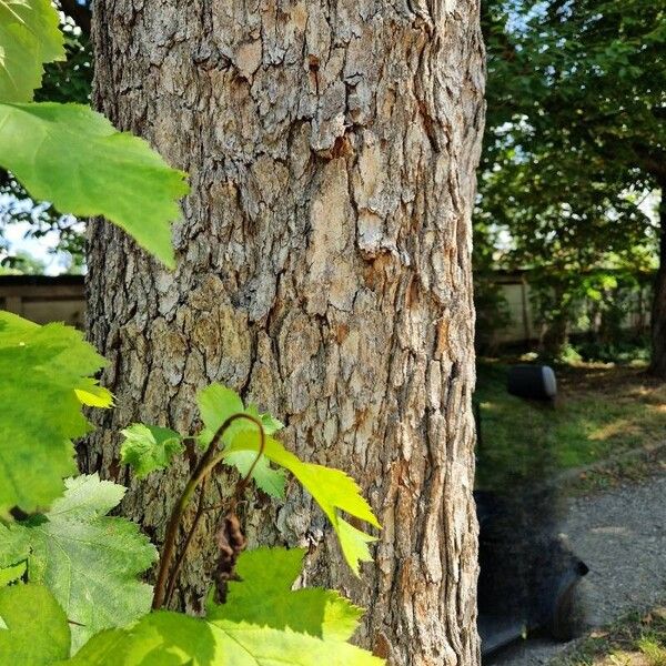 Crataegus coccinea Rhisgl