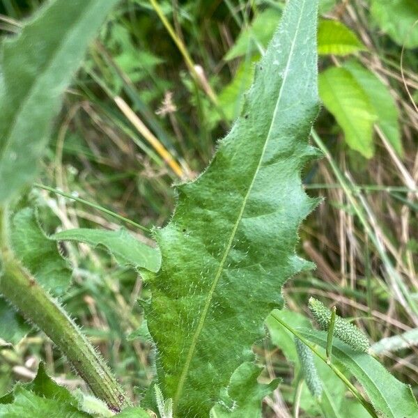 Picris hieracioides Leaf