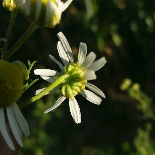 Matricaria chamomilla ফুল