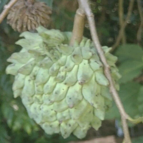 Annona reticulata Fruchs