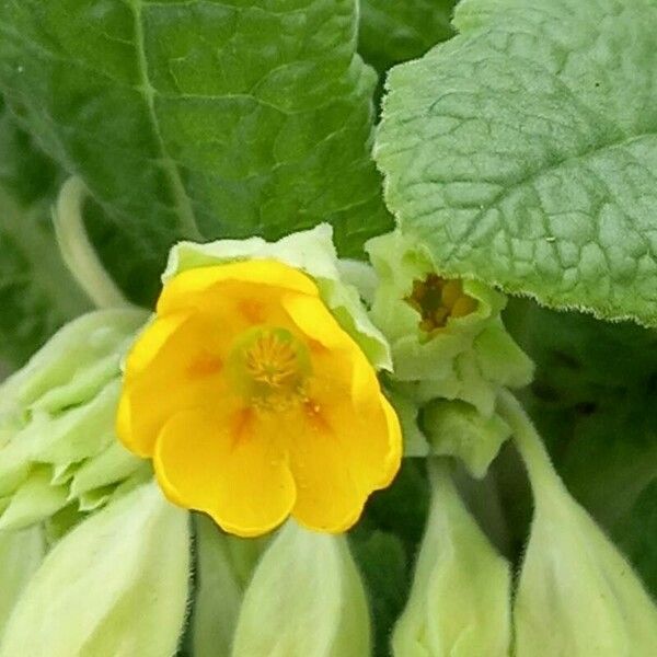 Primula veris Flors