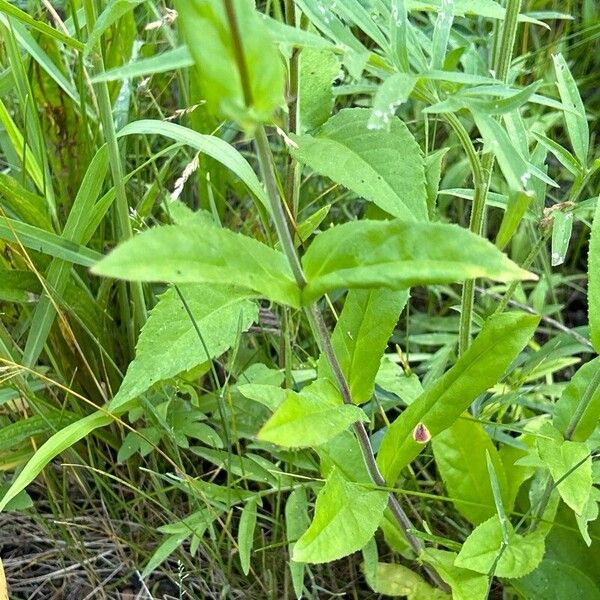 Penstemon calycosus Leaf