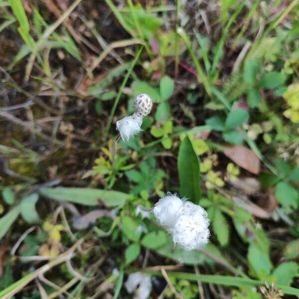 Anemone multifida Frugt