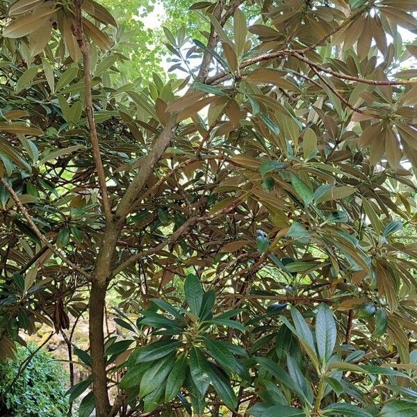 Rhododendron insigne Yeri