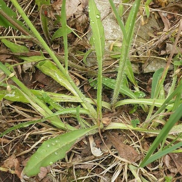 Pilosella piloselloides Leaf