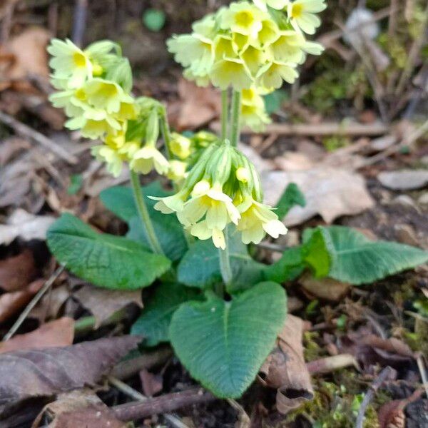 Primula elatior Květ