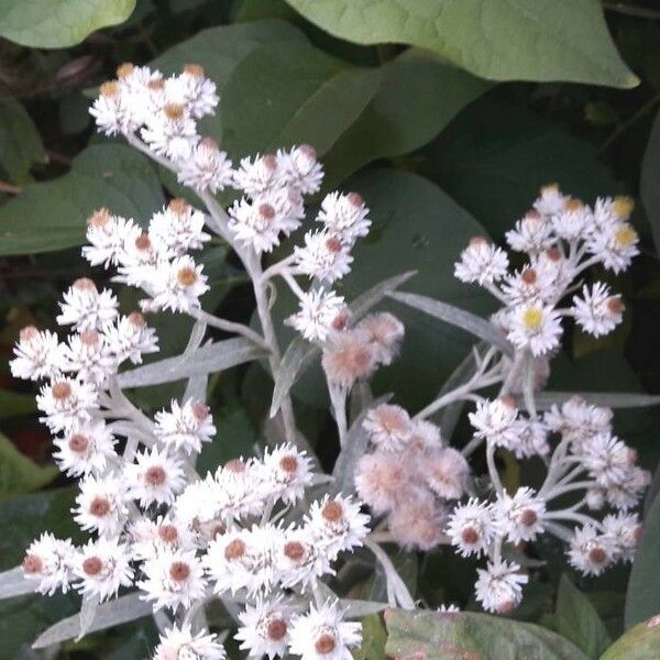 Anaphalis margaritacea Blomst