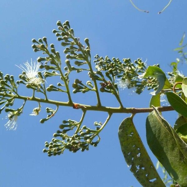 Campomanesia adamantium Flower