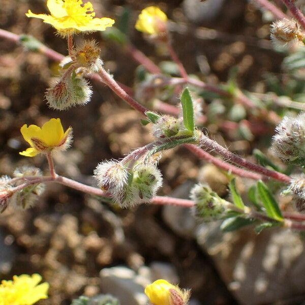 Helianthemum oelandicum Alia