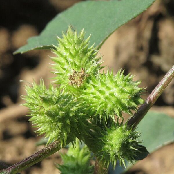 Xanthium strumarium फल