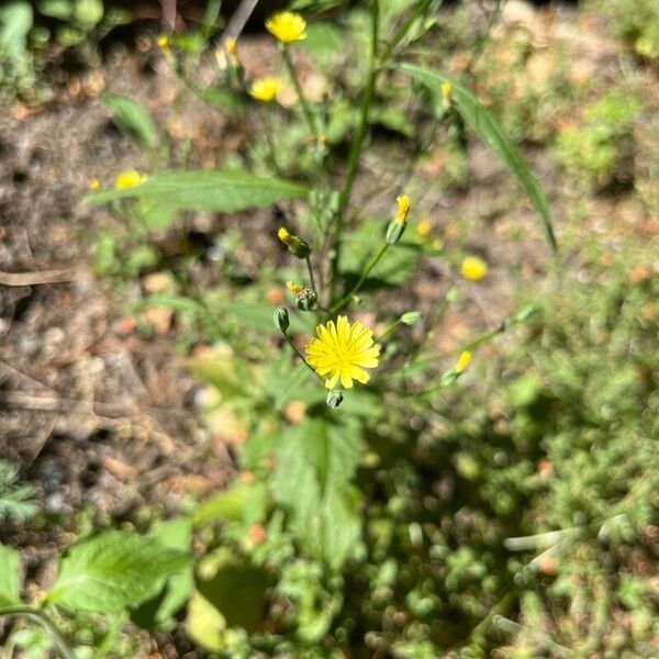 Lapsana communis Цвят