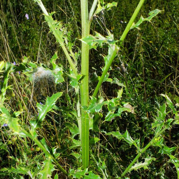 Cirsium arvense বাকল