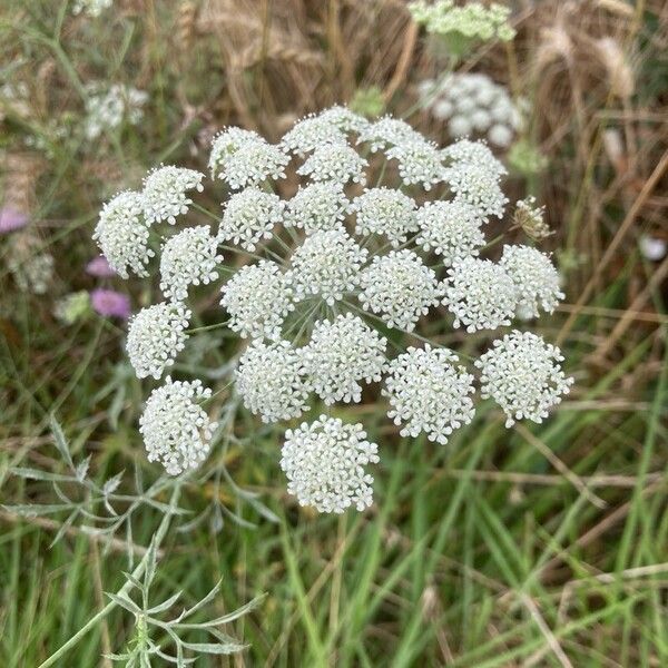 Ammi majus Cvet