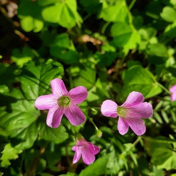 Oxalis violacea Květ