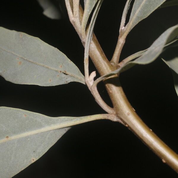 Tessaria integrifolia Листок