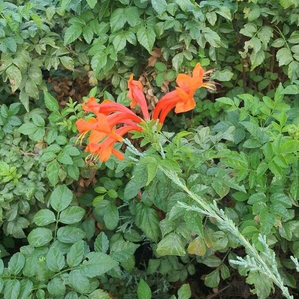 Tecomaria capensis Fiore