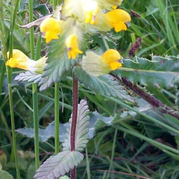 Rhinanthus alectorolophus Fiore