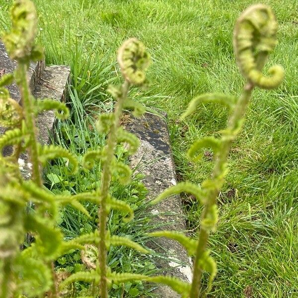 Dryopteris filix-mas Deilen