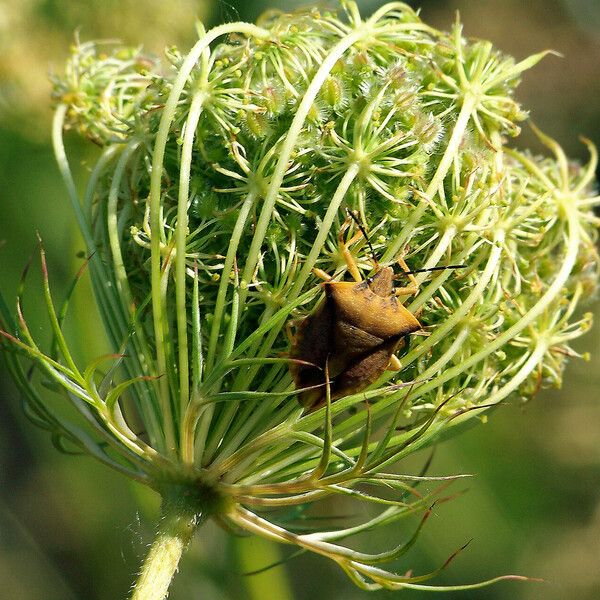 Daucus carota Ffrwyth