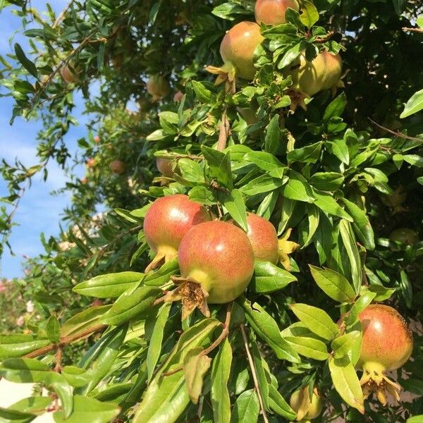 Punica granatum Fruit