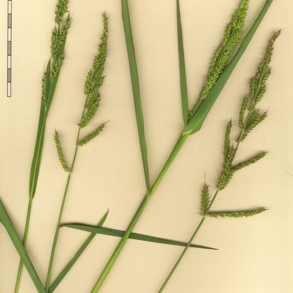 Echinochloa oryzoides Annet