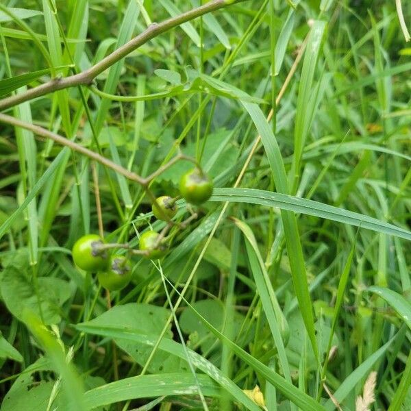 Solanum dulcamara फल