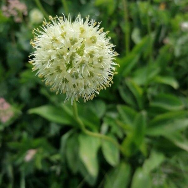 Allium victorialis Flower