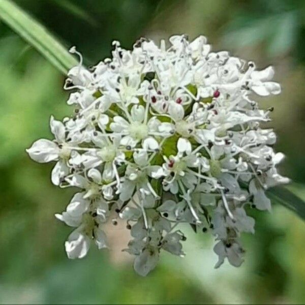 Oenanthe crocata Blüte