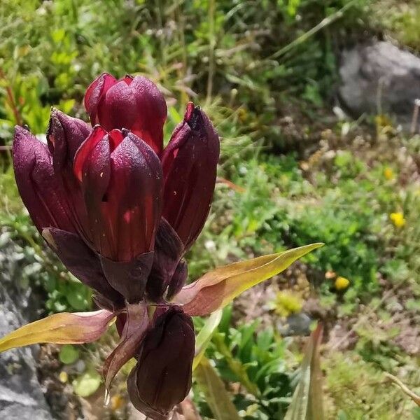 Gentiana purpurea Cvet