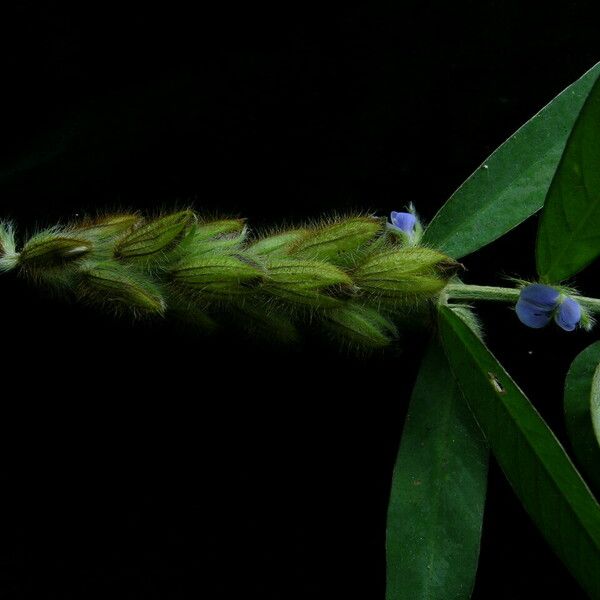 Crotalaria sessiliflora Hábito