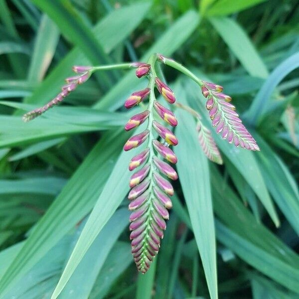 Crocosmia aurea 花