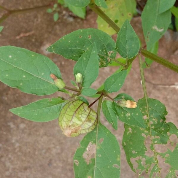 Physalis angulata Fruit