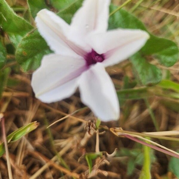 Ipomoea mombassana Kvet