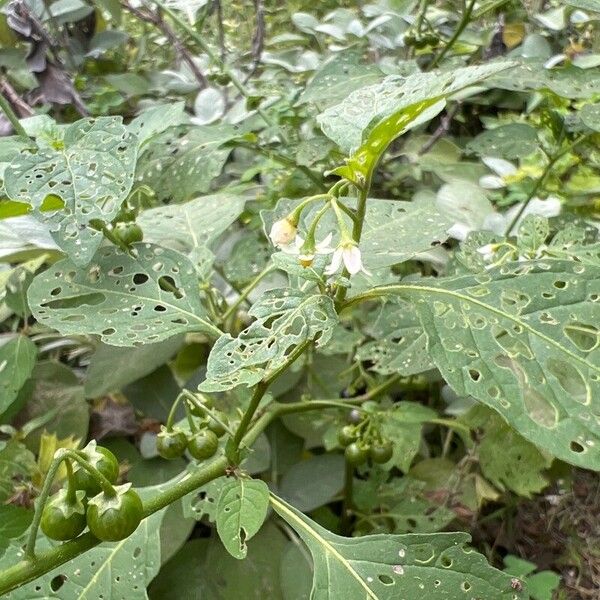 Solanum scabrum Frunză