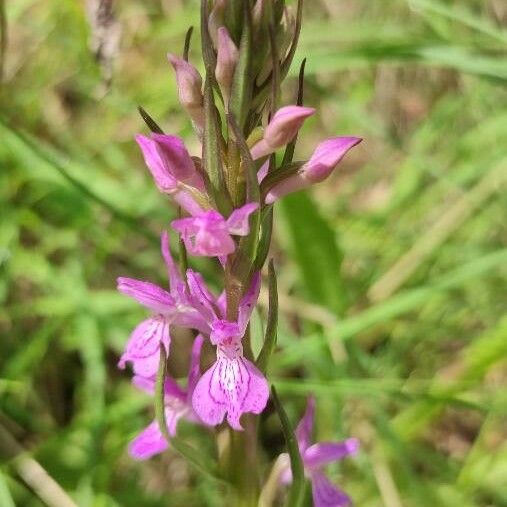 Dactylorhiza elata Цвят