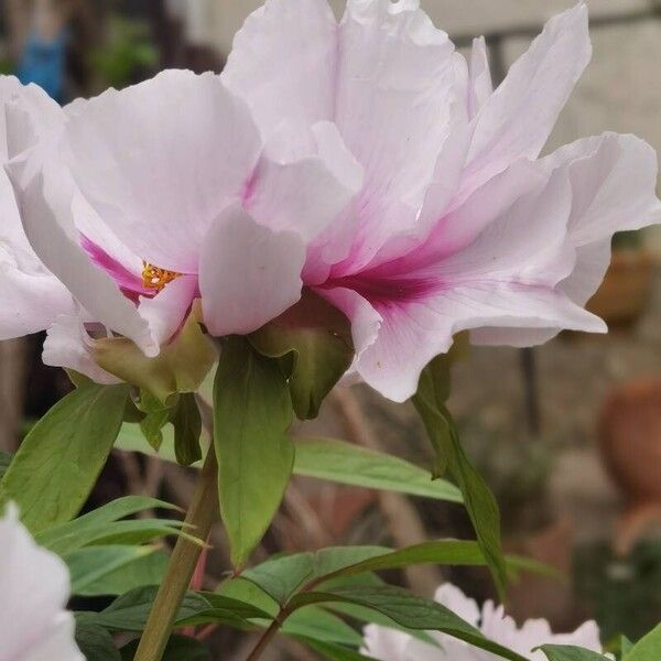 Paeonia × suffruticosa Blüte