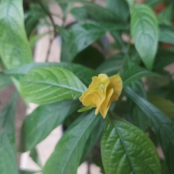 Pachystachys lutea Flower