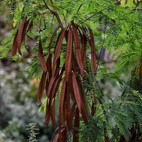 Leucaena leucocephala Vrucht