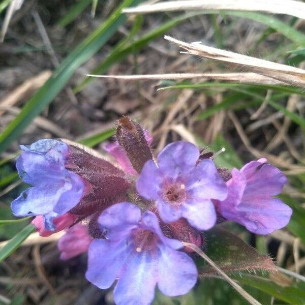 Pulmonaria longifolia Цветок