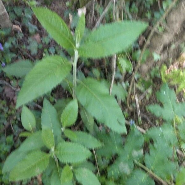 Vernonia baldwinii Deilen