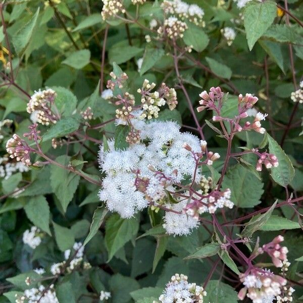 Ageratina altissima Цветок