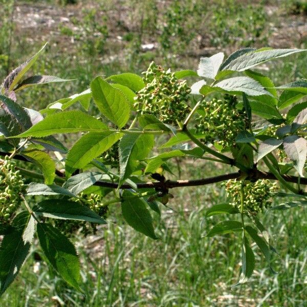 Sambucus racemosa 葉