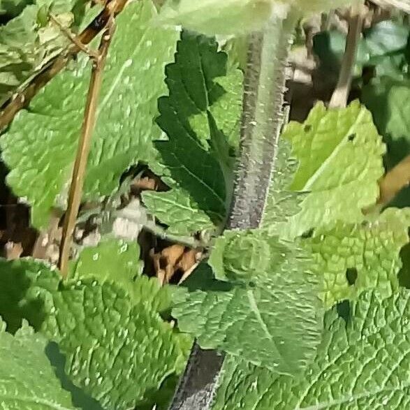 Salvia verbenaca Cortiza