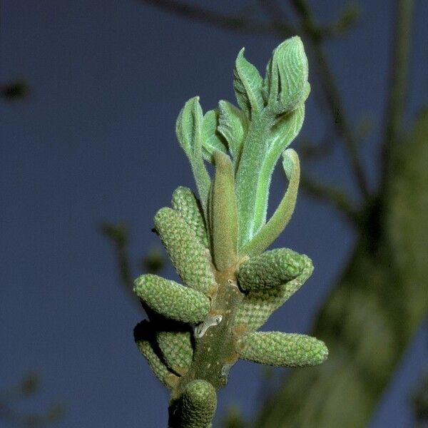 Juglans cinerea 花