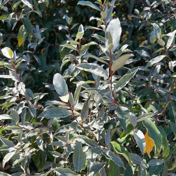 Elaeagnus commutata Blad